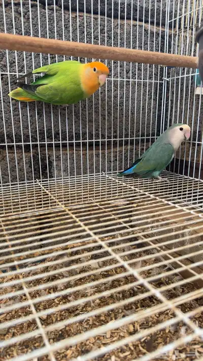 محمية طيور 30