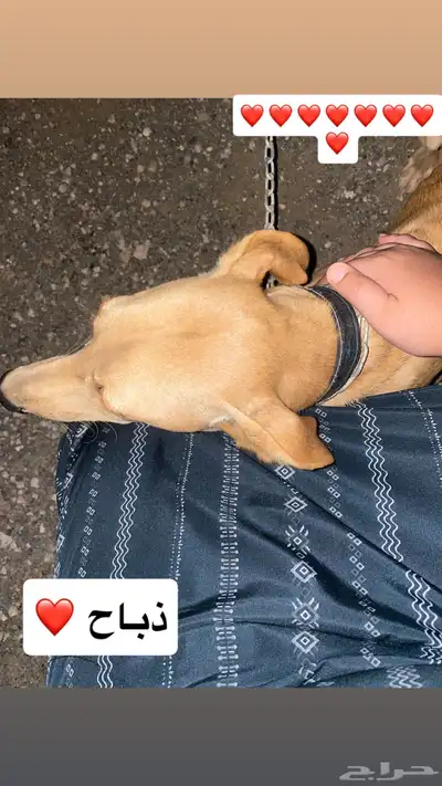 سلوقي للبدل ب اي شي 5