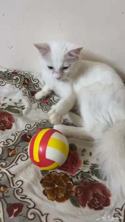 قطه للتبني 1