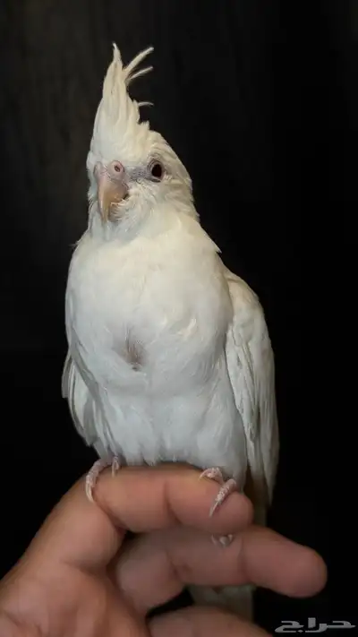 للبيع فرخ كروان و روز البينو 4