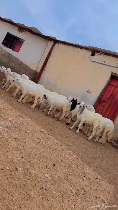 خرفان البيع 5