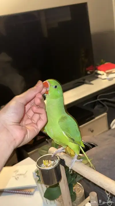 بغبغاء الدره 7