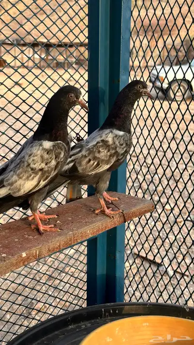 طبه تيدي 3