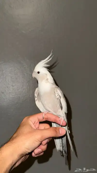 انثى كروان 0