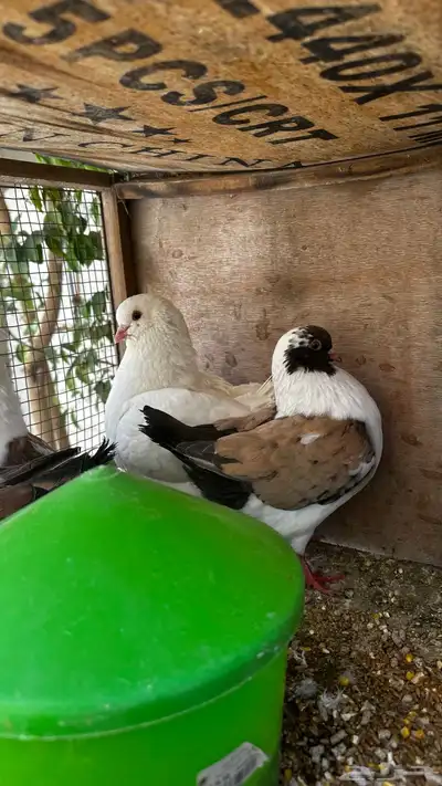 حمام كنق و رقاصي و بلجيكي و شرازي 2