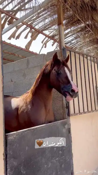 حصان كفو شعبي 1