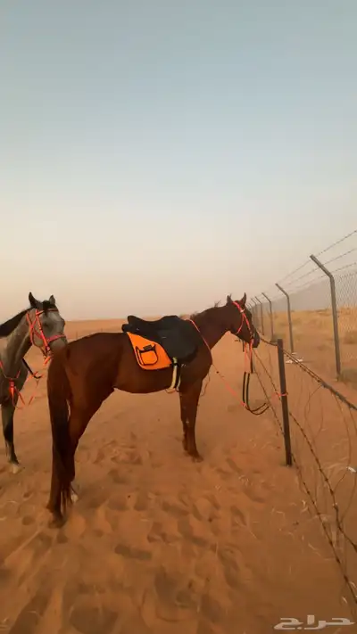 حصان شعبي طيب بل حيل الموقع الجله 3