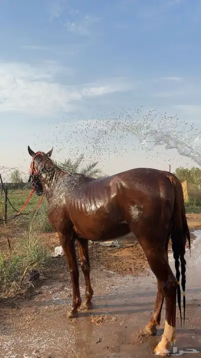 حصان شعبي طيب بل حيل الموقع الجله 1