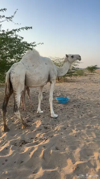 ناقه خلفه 4