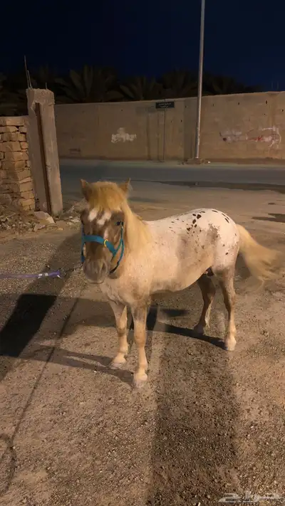 حصان سيسي 1