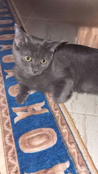 قطط لت بني 0