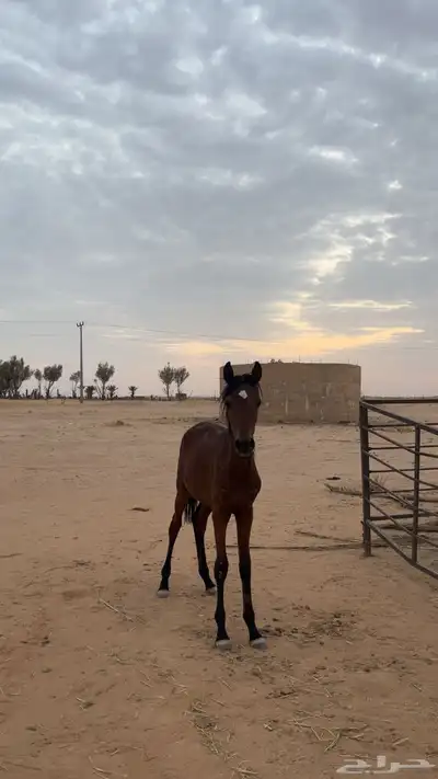 مهر شعبي 1