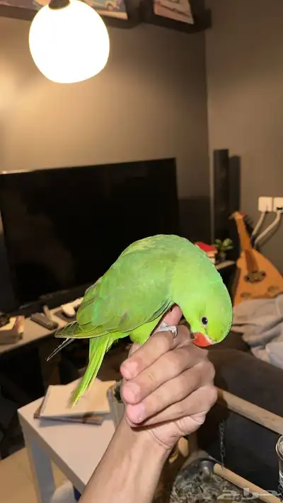 بغبغاء الدره 1