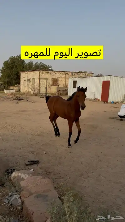 فرس وبنتها شيخه والبيع سمح 3