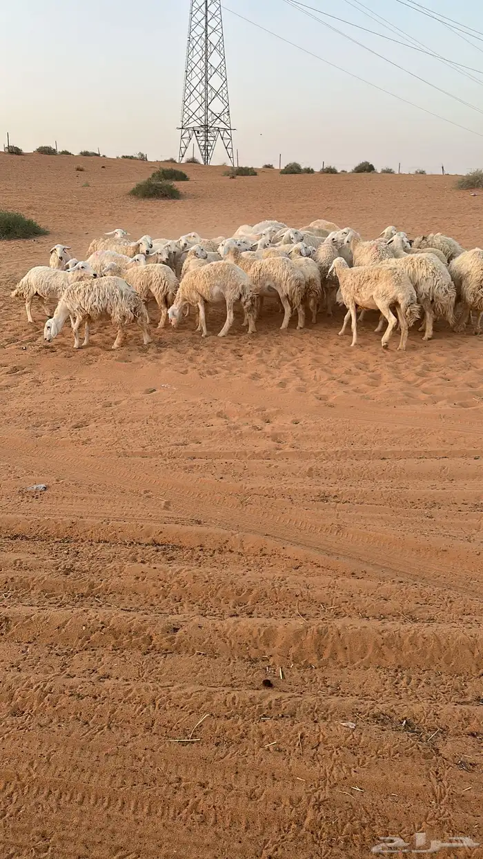 حريات عدد 47جذعات واثنوات 0