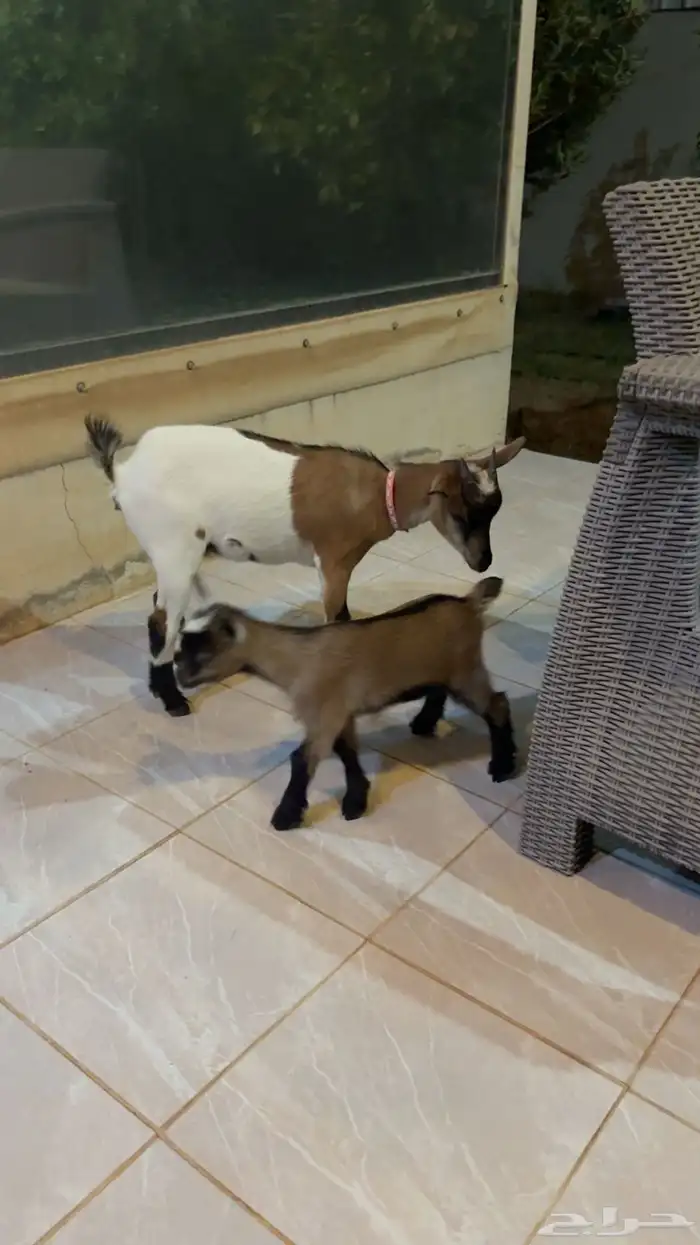 عنز قزميه 2