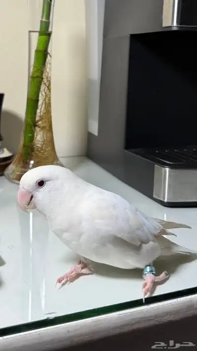 روز ذكر 2