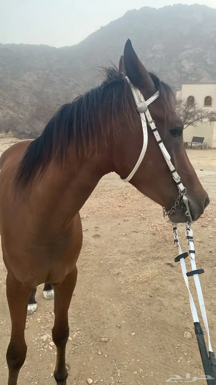 مهر شعبي 8