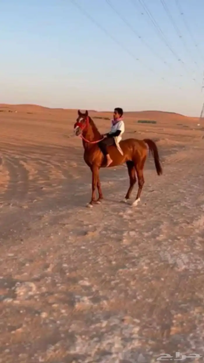 حصان شعبي 3