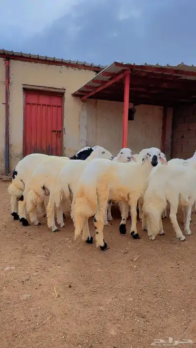 خرفان البيع 2