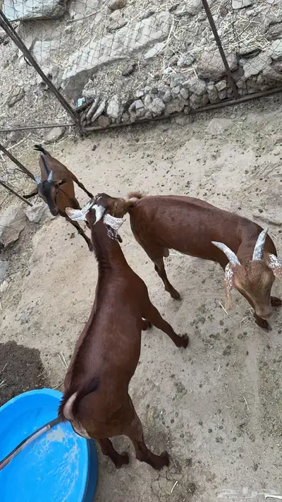 بهم ذبايح 2