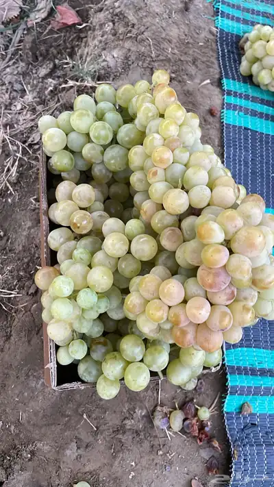 عنب طائفي 1