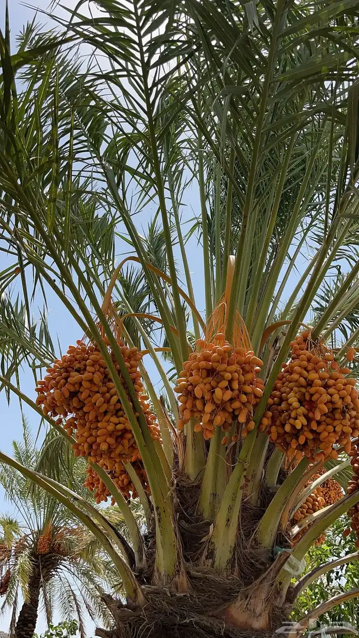 رطب وتمر للبيع 1