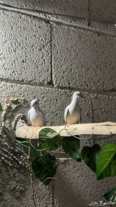 حمام الماسي 0