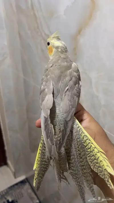 كروان 2
