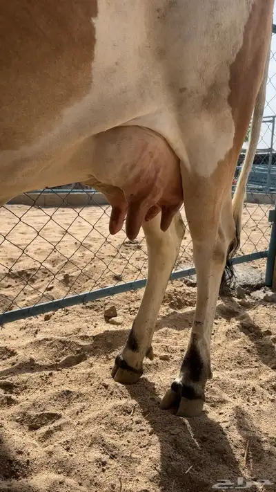بقره كفو منيحه فاخره 0