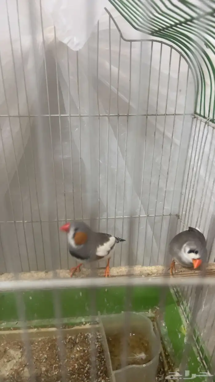 زوج عصافير كيوت ومالهم ارعاج 75 ريال 0