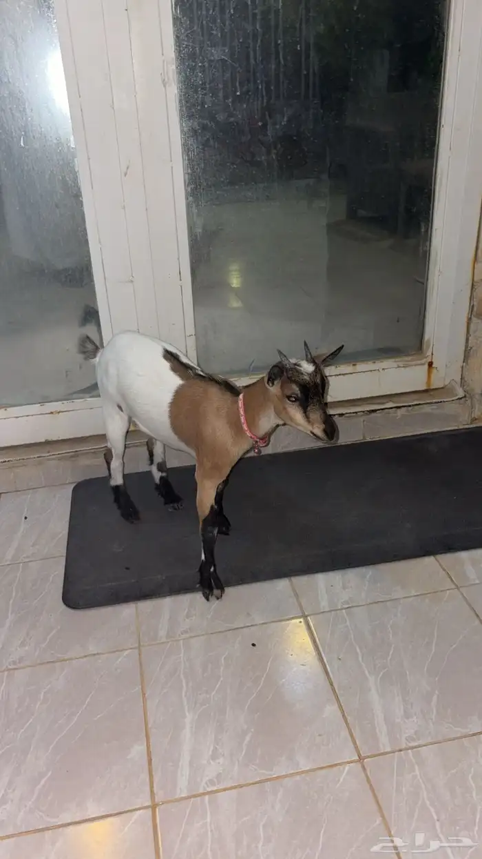 عنز قزميه 3