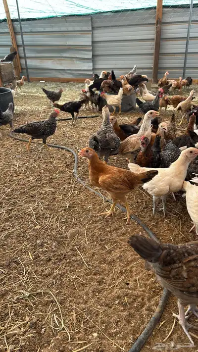 صوص بلدي عمر ثلاثه اشهر 7