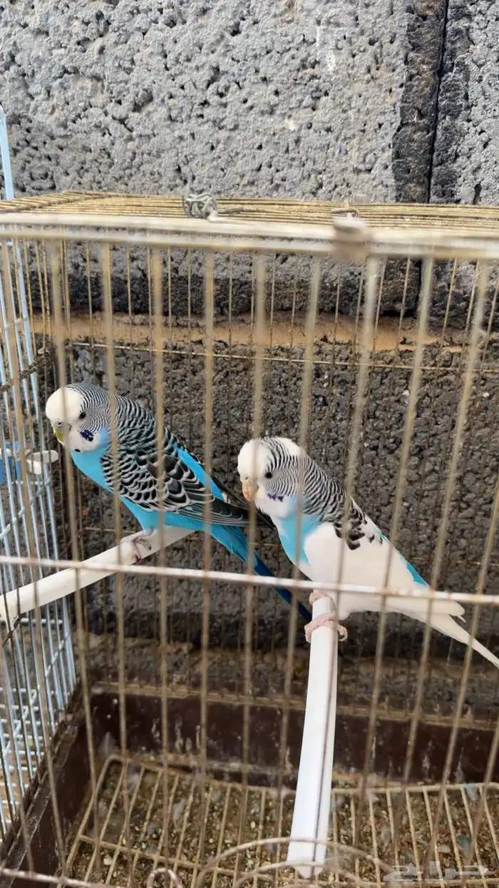 محمية طيور 29