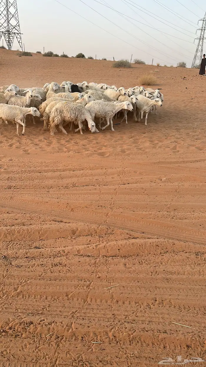 حريات عدد 47جذعات واثنوات 1