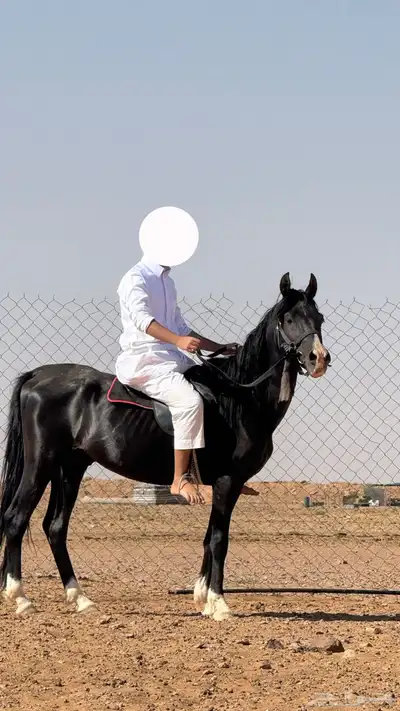 حصان شعبي ادهم 0