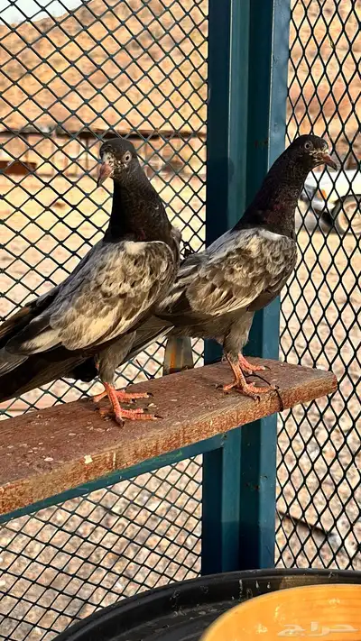 طبه تيدي 4