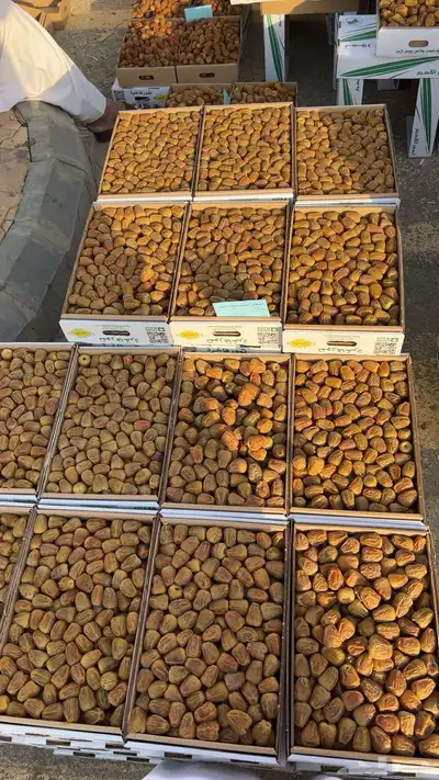 تمور القصيم 2