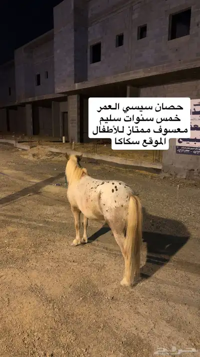 حصان سيسي 0