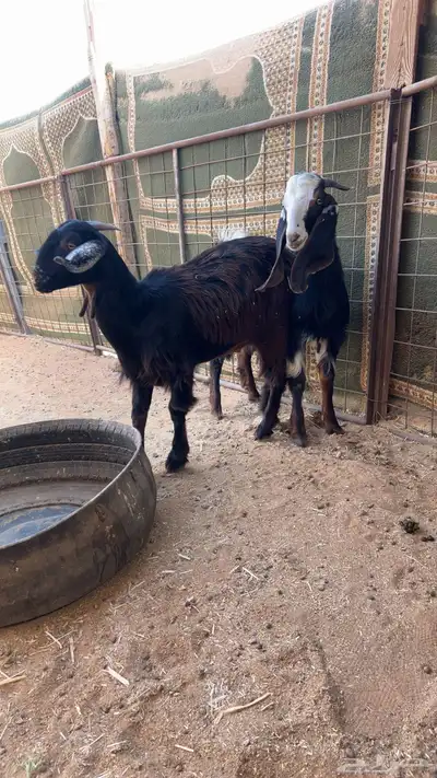 تيس وجفره طيبات 3