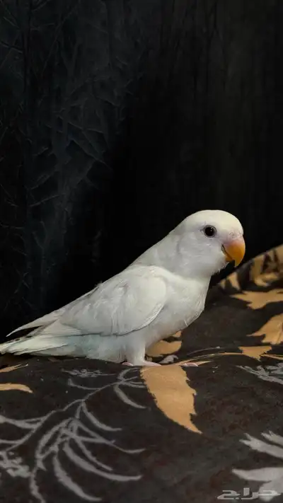 للبيع فرخ كروان و روز البينو 2