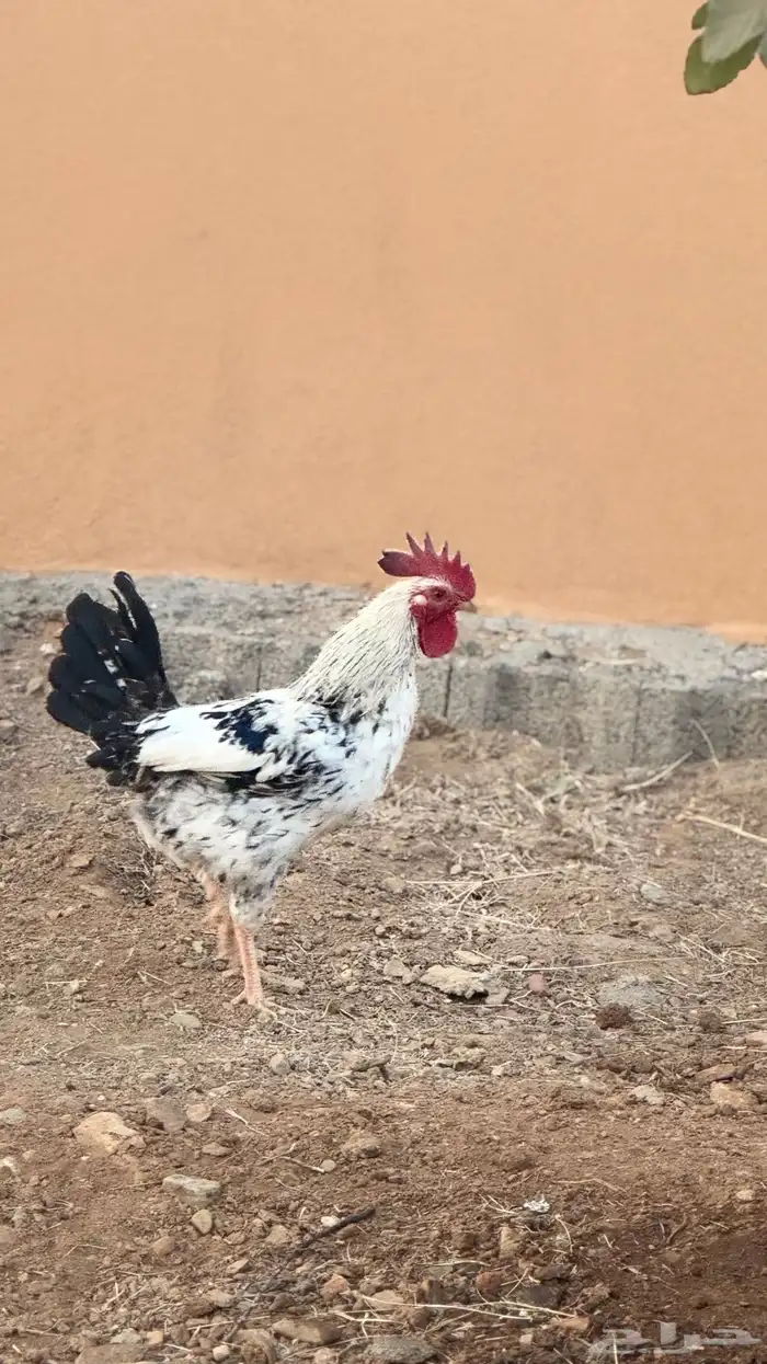 ديك بلدي 0