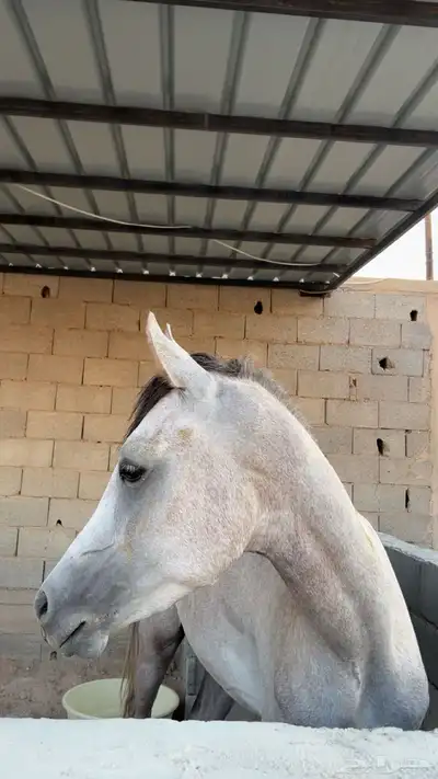 حصان شعبي للبيع 2