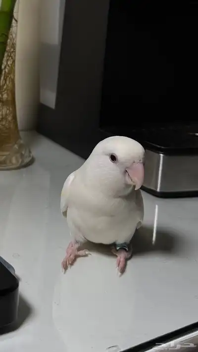 روز ذكر 1