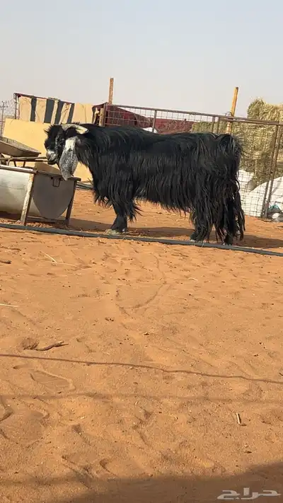 تيس فحل عارضي كفو شرط القريع سنه سديس 0