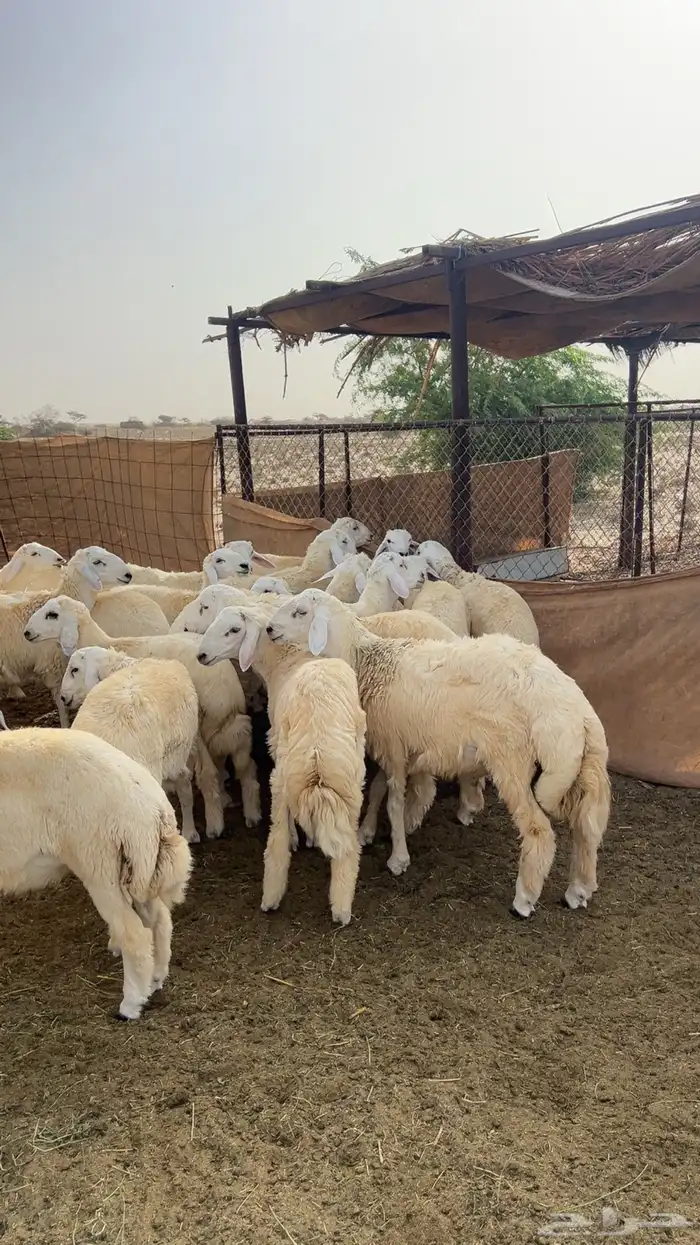 طليان حريه العدد 32 2