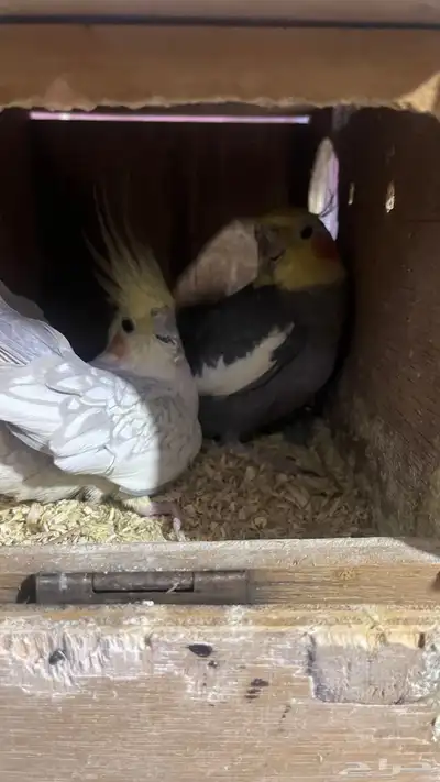 كروان منتج للبيع 3