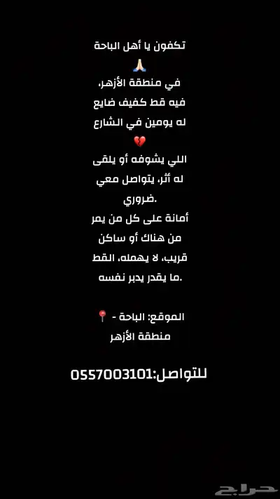 قط أليف أعمى مفقود في الباحة   مكافأة مالية 0