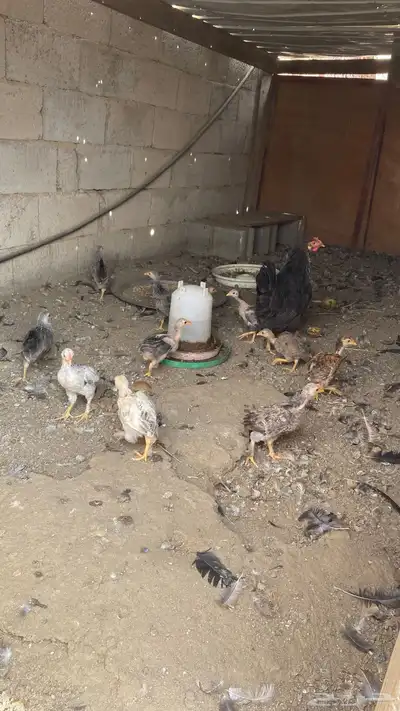 صيصان 11 معه امها للبيع 1