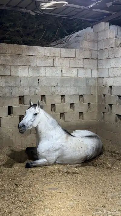 حصان جزيري 3